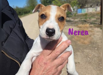 Nerea 01/2025 (ESP Pflegestelle) - aufgewecktes, süßes Ratonero Bodeguero Andaluz Mädchen!