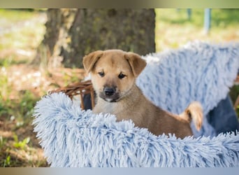 Chip 240683: Hundekind sucht ein Zuhause