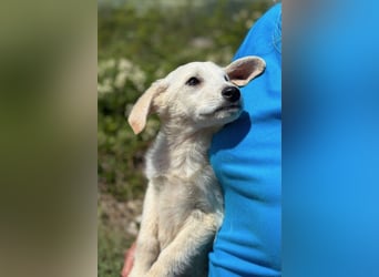 Tucker - Welpengewusel vom Feinsten