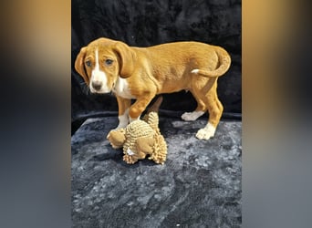 Vincent – Ein kleiner Charmeur mit großer Abenteuerlust sucht sein Zuhause