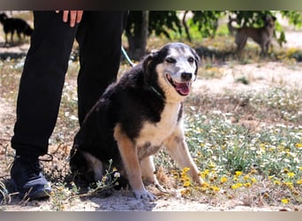 Mika, Mix Schäferhund / Berner Senne , lieb und verträglich