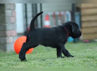 Riesenschnauzer schwarz Welpen des A-Wurf's am 02.07.25 gefallen