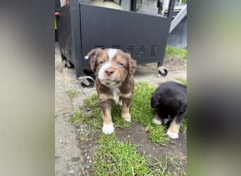Mini Australien Shepherd Welpen suchen Traumzuhause