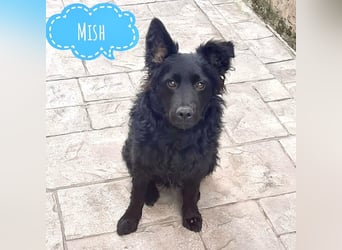 Mish ein wahrer Schatz