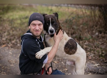 KODA - der hübsche und gelehrige Rüde sucht eine hundeerfahrene Familie