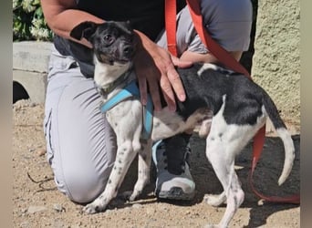 Floh: er hüpft in dein Herz