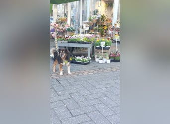 Wolfi - kleine coole Socke