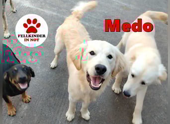hübscher junger Golden Retriever Mischling Medo sucht...