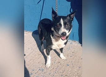 Notfall! Seniorin leider sehr im Tierheim