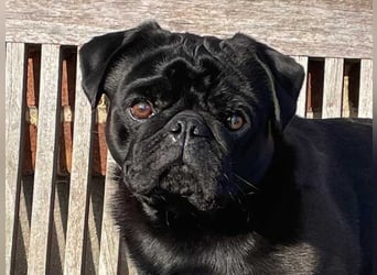 Mops 2.0 Welpen, Rüde, 13 Wochen, Ahnentafel CfdM / VDH / FCI
