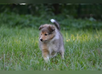 Sheltie Welpen