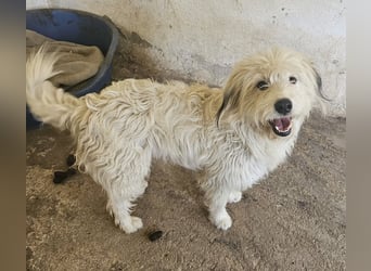 Fluffy, geb. ca. 11/2023, lebt in GRIECHENLAND, auf einer privaten Pflegestelle