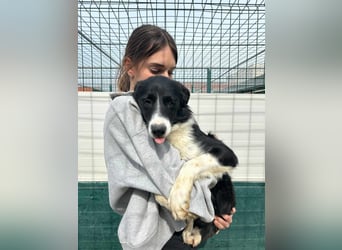 Rihanna mittelgroße Border Collie Mischlingshündin Mischling Junghund Hündin sucht Zuhause oder PS