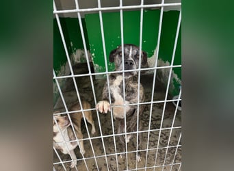 Leoa sucht Pflege- oder Endstelle