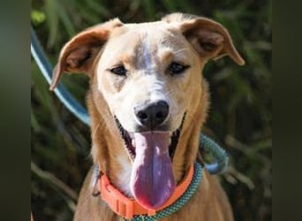 Bonyo, Mix Labrador / Podengo, lieb und sozial