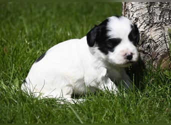 traumhaft hübscher Tibet Terrier Welpen aus erfahrender Zucht  sind geboren dürfen im Juni ausziehen