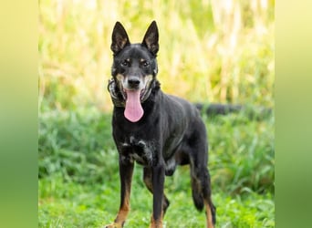 Misha ❤️ Hundeopi mit schwerem Schicksal sucht Geborgenheit