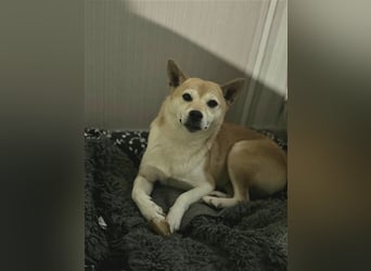 Kokette 3/4 Shiba Inu 1/4 Beagle Hündin Aiko (1,8 Jahre alt)