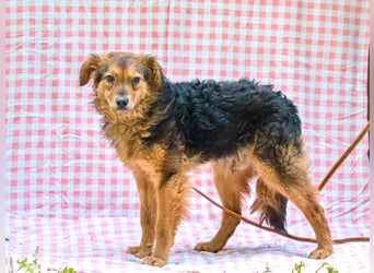 MIRO ca. 4 J. schüchterne Collie-Spanielmixrüde sucht...