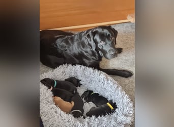 Edle Labrador Welpen (Schwarz/Foxred/Creme) mit Ahnentafel, Nachkommen von Champions