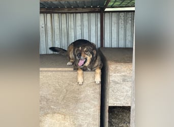 Watson-Pflegestelle/Zuhause gesucht