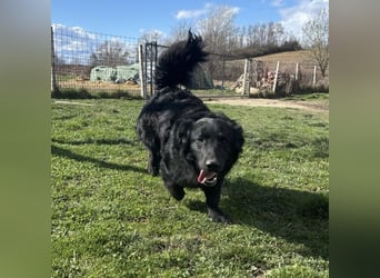Ćiro ein Familienhund für Kinder