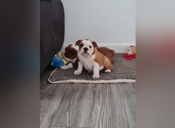 Englische Bulldogge  Welpen