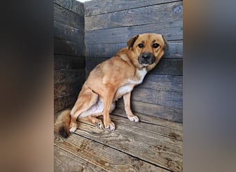 Bella(2), sehr lieb aber noch schüchtern