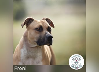 Froni: sucht starke Führung