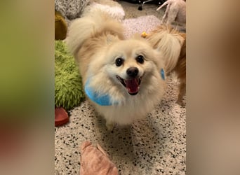Monty SR – Schatz sucht Ruhe