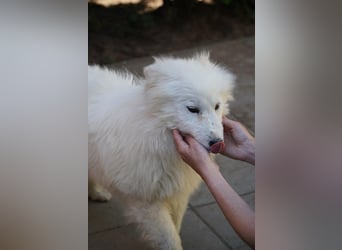 Romy SR – Kleine Schneeflocke mit großem Herzen