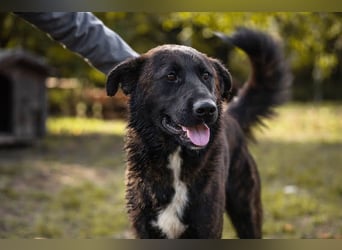 Mateo: sucht Geborgenheit