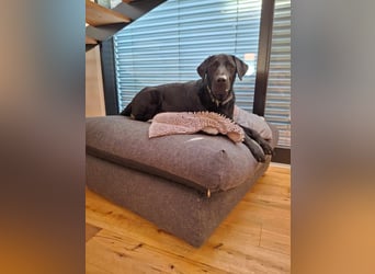 Tyson - der gutgelaunte Traumhund
