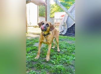Vili-LM, intelligenter Kuschelboy sucht seine Familie