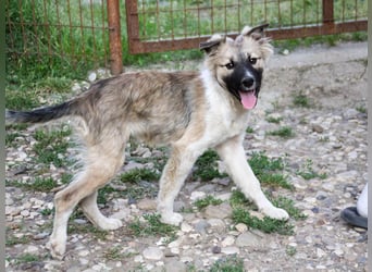 Gut gelaunter FRITZI sucht liebevolles Zuhause