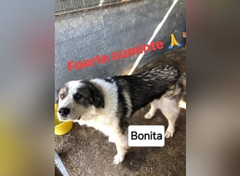 Bonita - sooo menschenbezogen
