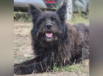 Bueno - freundlicher, verschmuster, ruhiger Schnauzer-Mix Rüde / z.Zt. noch in Rumänien