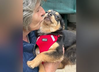 Kira - Kleine Hundedame mit großen Augen sucht ihr Zuhause!