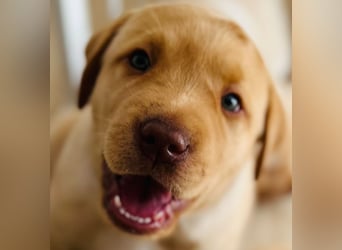 Wurfankündigung Labrador Retriever Welpen Dezember 2024