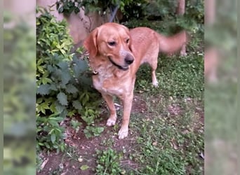 Joy, liebevolle Labrador Mischlingshündin