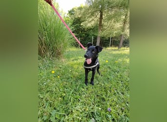 Coco Welpe Mischling Hündin aktiv, neugierig sucht Zuhause oder Pflegestelle