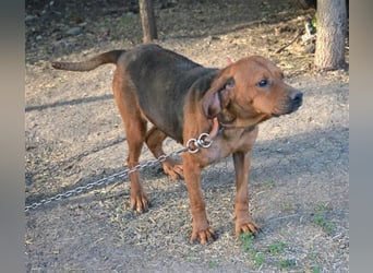 Liebe und verschmuste Hündin „Selma“, Bracken-Laufhund Mischling, ca. 2020 geboren, sucht dringend.