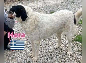 Hera , 09/23 - fröhliches liebes Mädel auf Heimatsuche