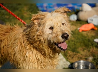 Messi, ein Hund mit viel Potential