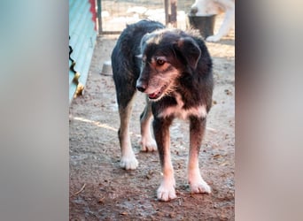 Boomer - freundlicher Schatz