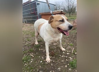 Lilly – abenteuerlustiger Sonnenschein sucht ihre Herzensmenschen