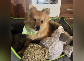 Bella SR - bezaubernder Schatz sucht Zuhause!