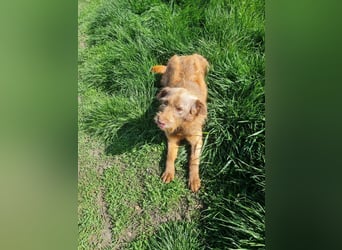 KOKO - ein total goldiges Mädchen sucht ein Zuhause