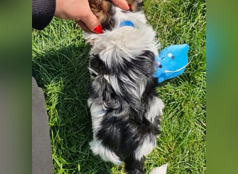 Biewer Yorkshire Terrier, Welpe,Rüde, reinrassig sehr selten
