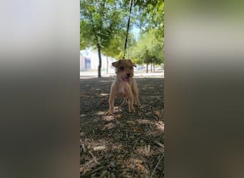 Tintin, kleiner Sonnenschein im Seniorenpelz